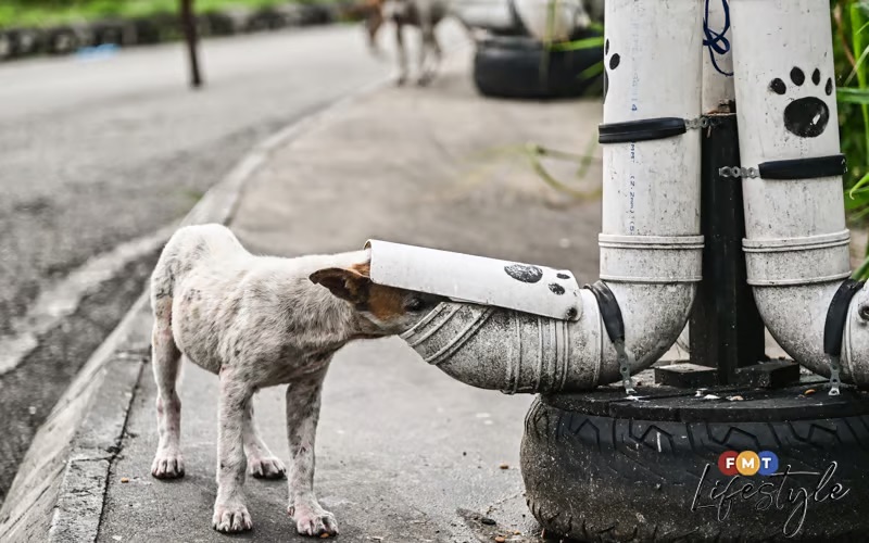 A stray dog eating kibble from the tyre-and-PVC self-feeder on a roadside